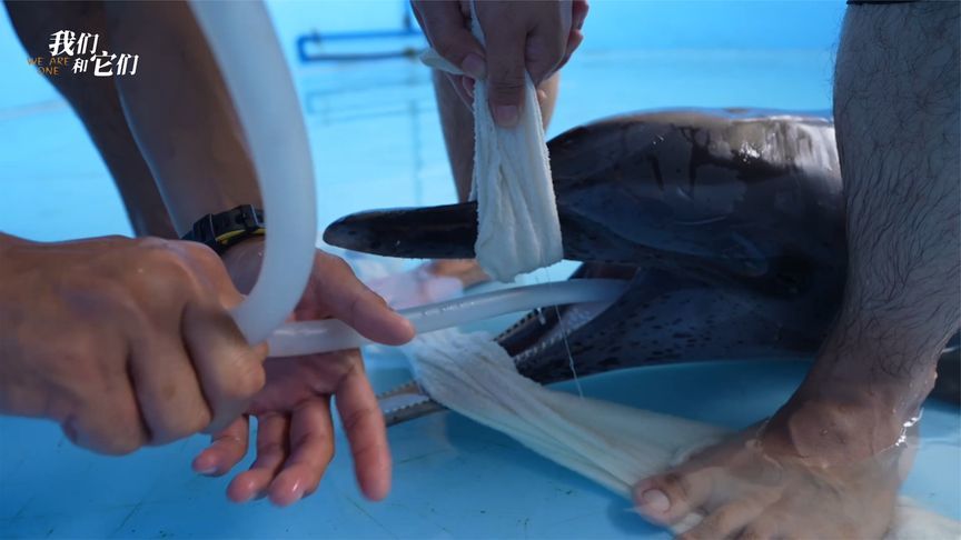 搁浅海豚重获新生，曾拒绝进食靠灌胃保命，如今顺利康复即将放归