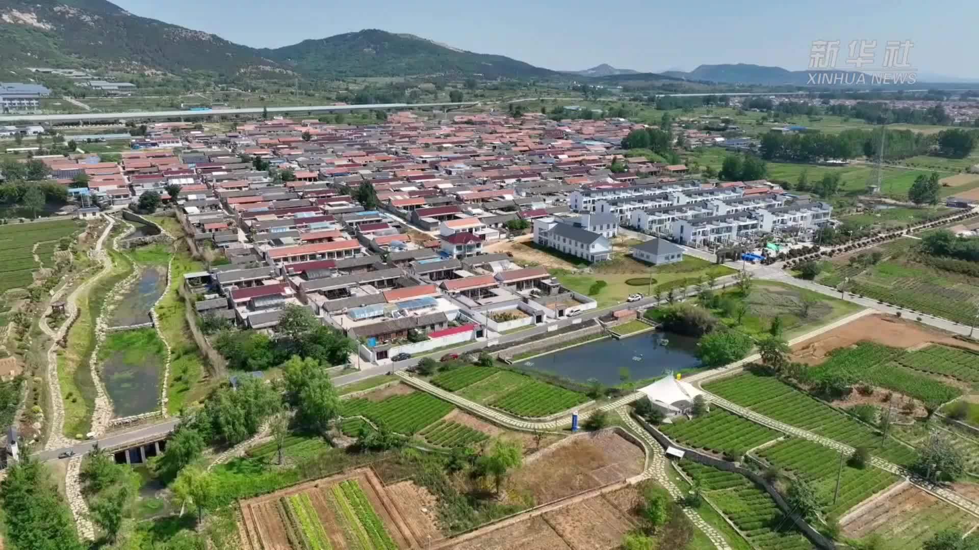 山东日照：茶旅融合绘就乡村振兴新画卷