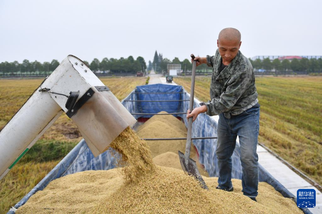 10月29日，在大通湖区河坝镇王家湖村，农机手将稻谷装车。新华社记者 陈振海 摄