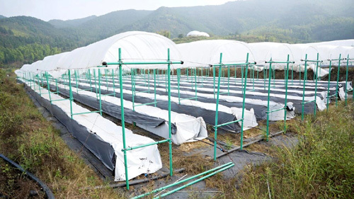 基地种植大棚