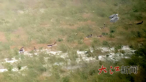 监控视频中拍到的白额雁。