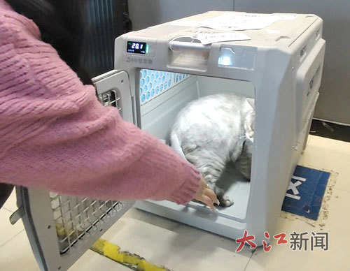 “滚滚”进入宠物箱