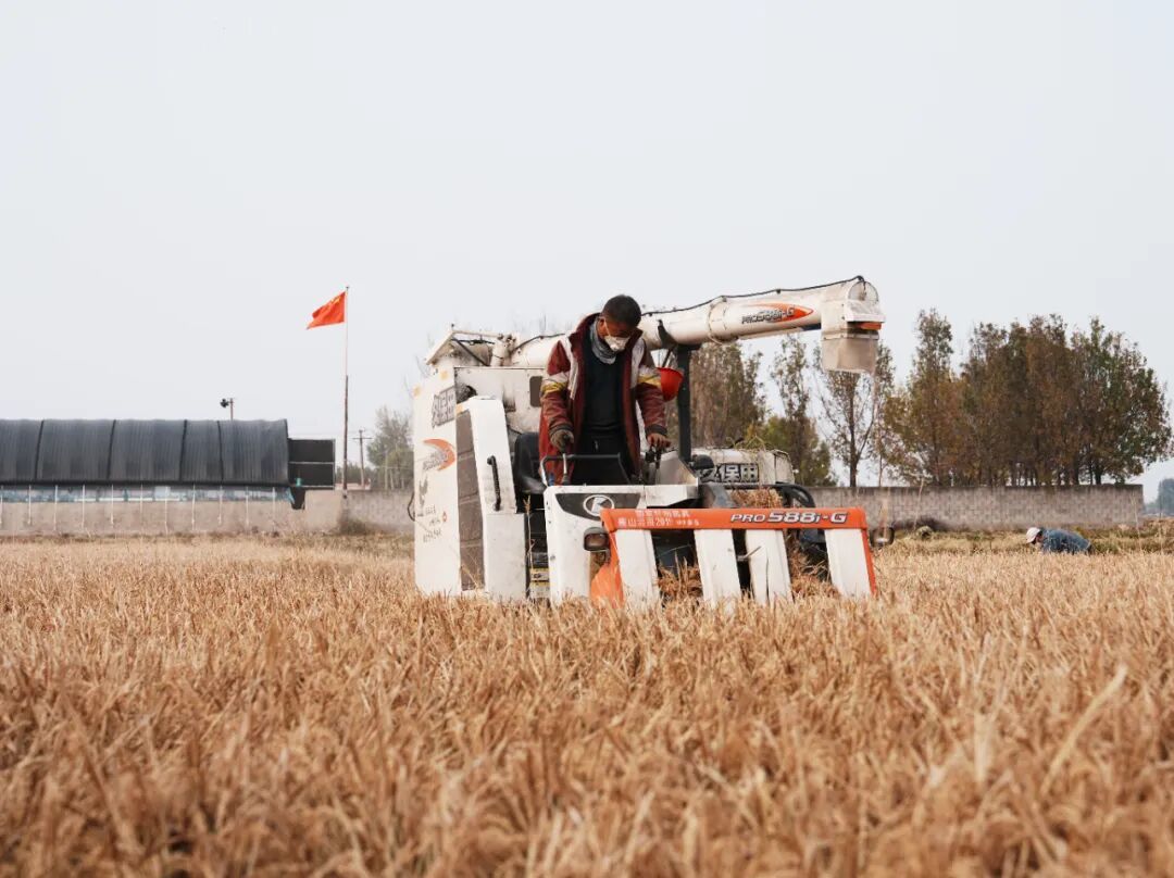 图为收割机在收割水稻