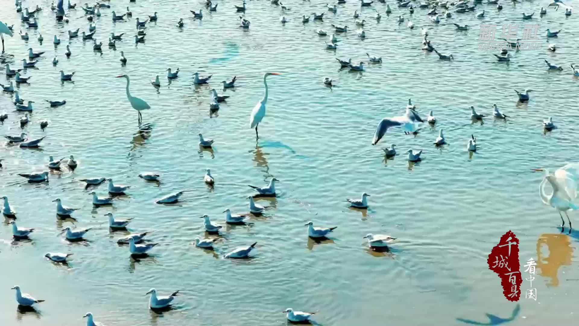 千城百县看中国丨内蒙古：万鸟归家