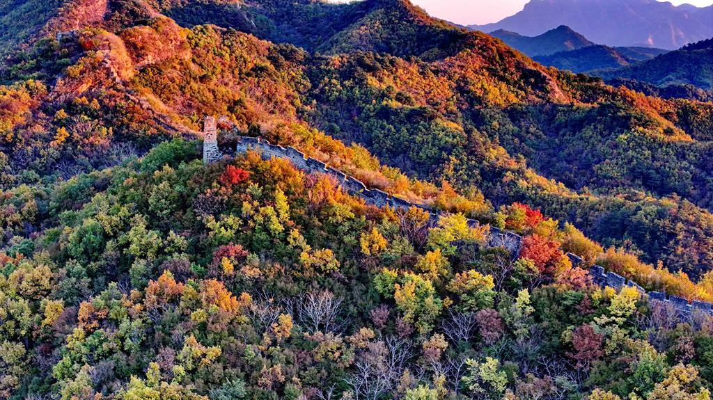 10月27日拍摄的秦皇岛市海港区驻操营镇长城秋景。