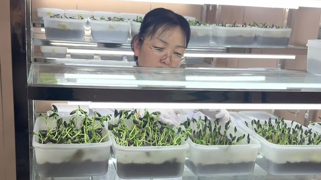 科技赋能向日葵育种　甘肃肃州“阳光优等生”上分