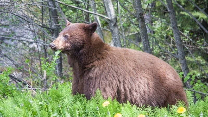 日本“熊出没”频繁，2025年已致12死逾百人伤