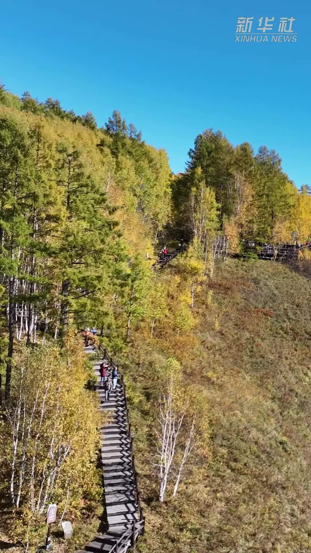 湿地秋语｜走进根河源国家湿地公园