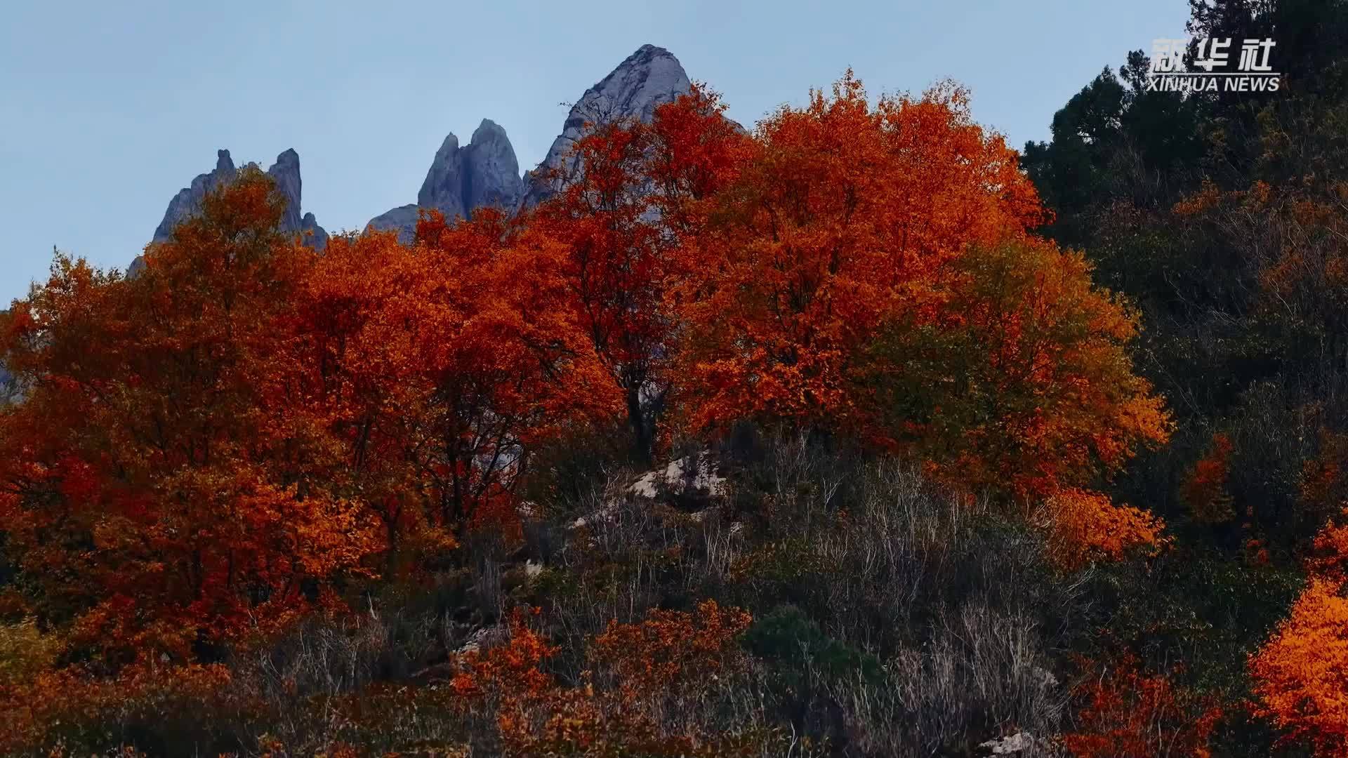 青海门源：秋日的斑斓秘境