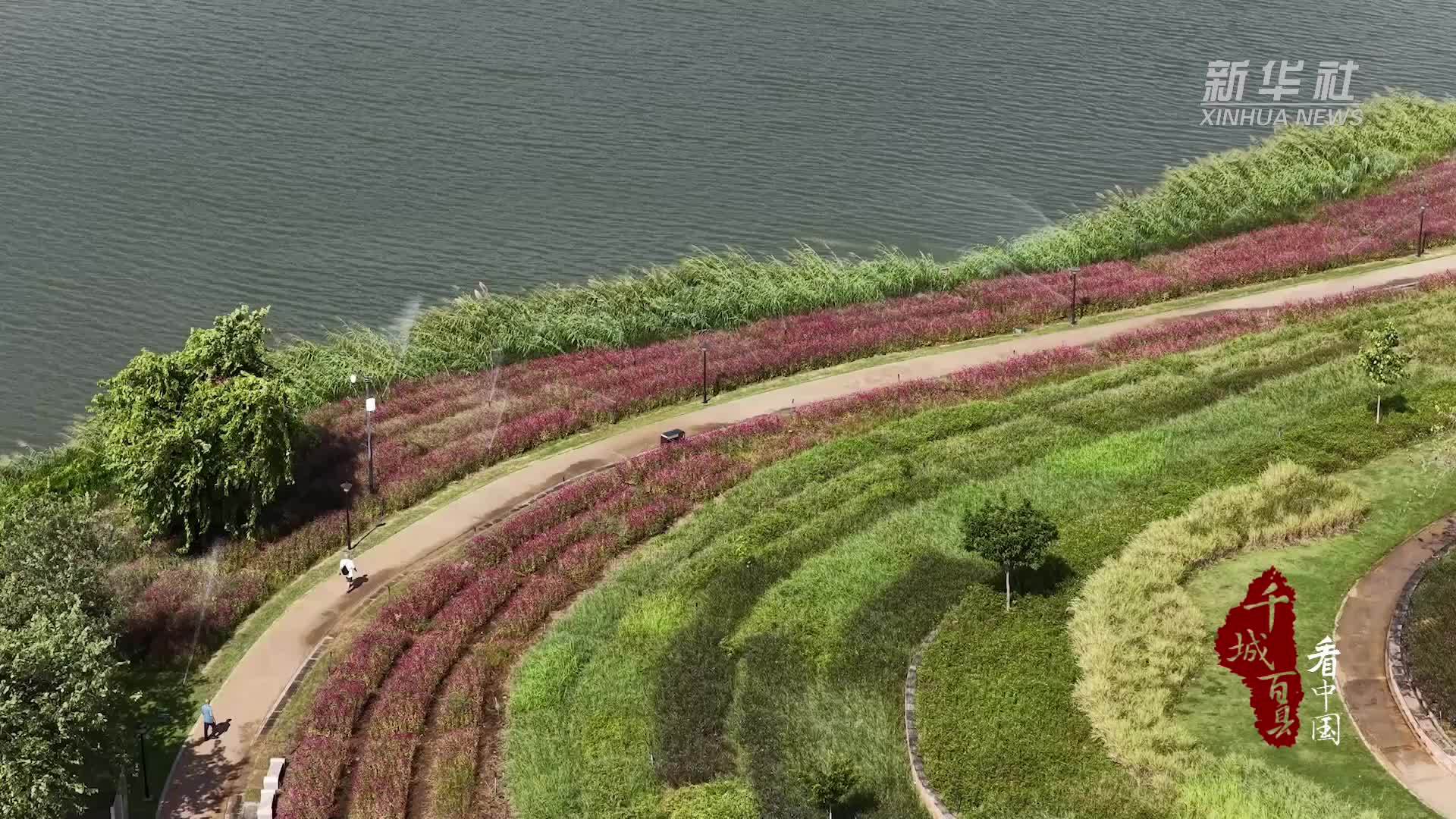 千城百县看中国｜广东广州：白云湖岸千日红