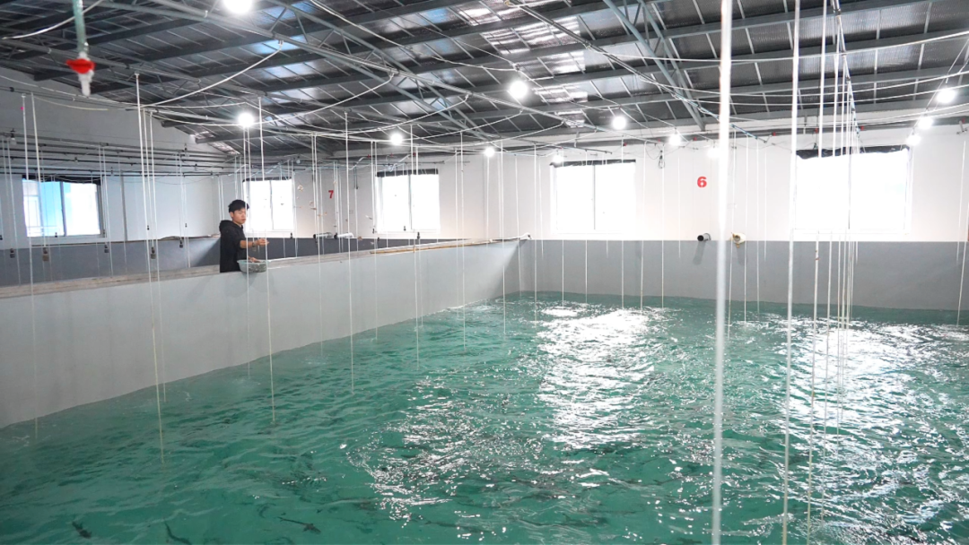 象山蓝点马鲛鱼养殖工厂一隅