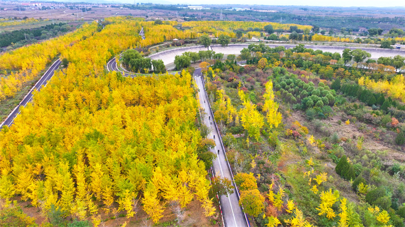 10月21日，游客在沙河市栾卸村的银杏风景区骑行赏景。