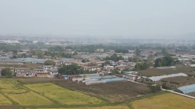 昔日闲置盐碱地焕新生　300余亩高原水稻即将开镰