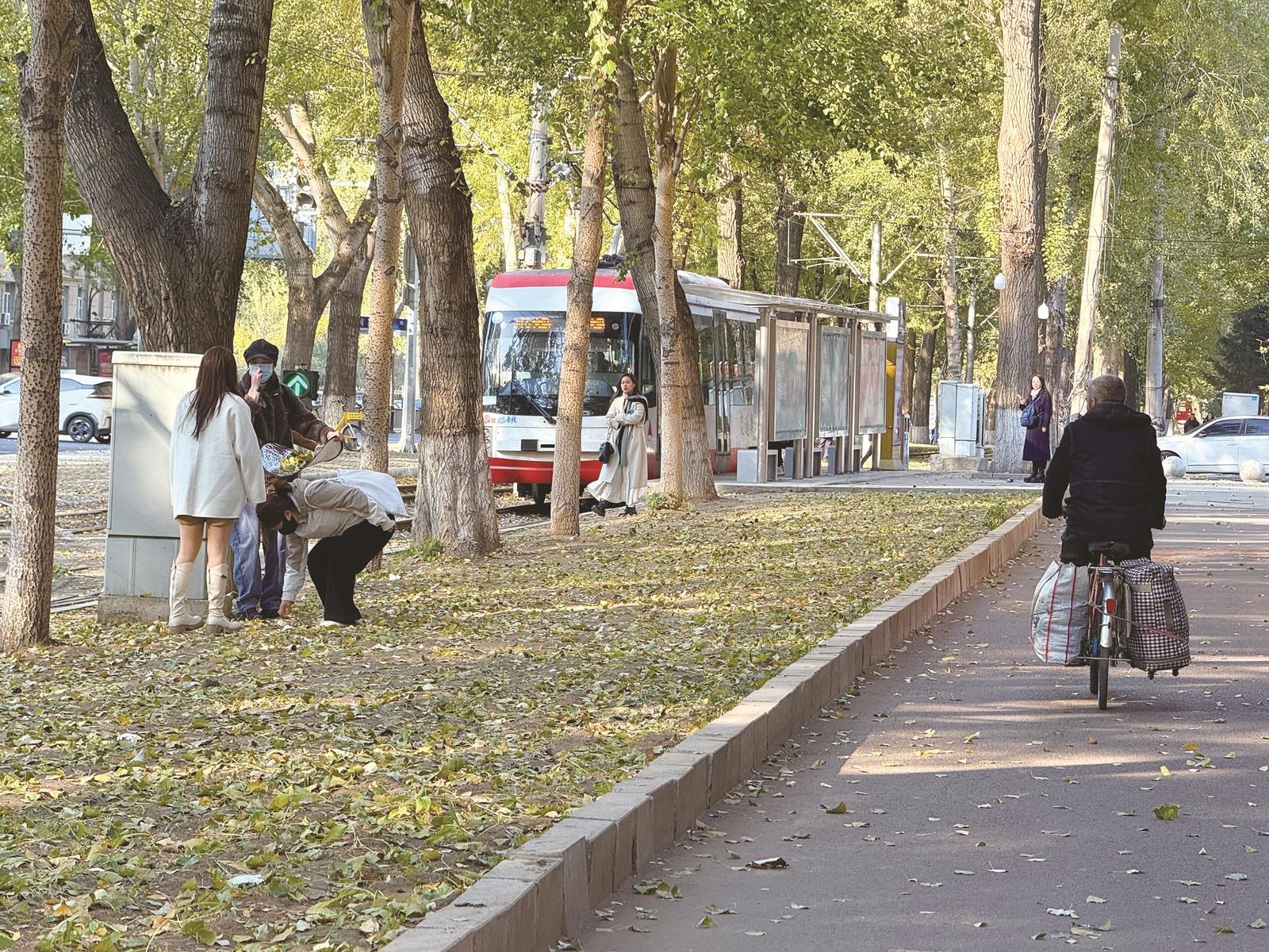 落叶铺在道路上