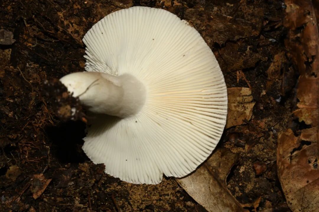 拟肉桂色红菇菌盖背面（摄影：张林平）