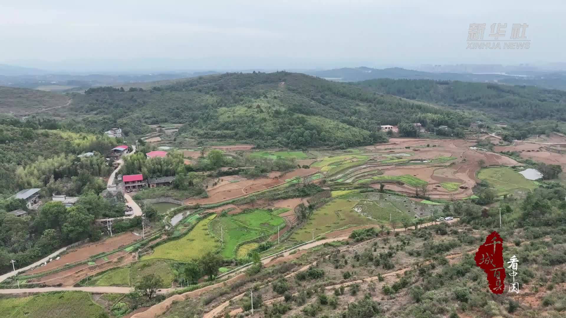 千城百县看中国｜湖南祁阳：百年油茶林焕发新生机