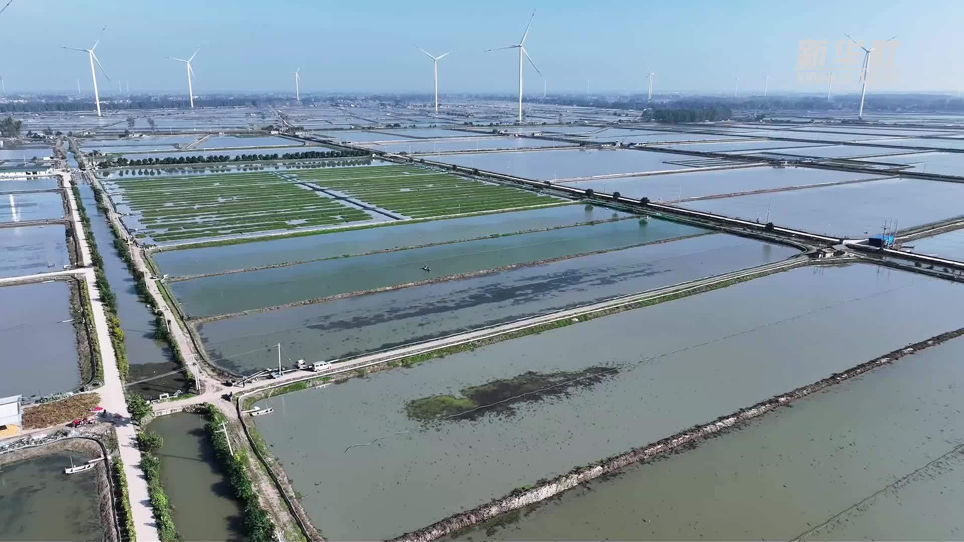 江苏金湖：蟹农刘宇的收获季