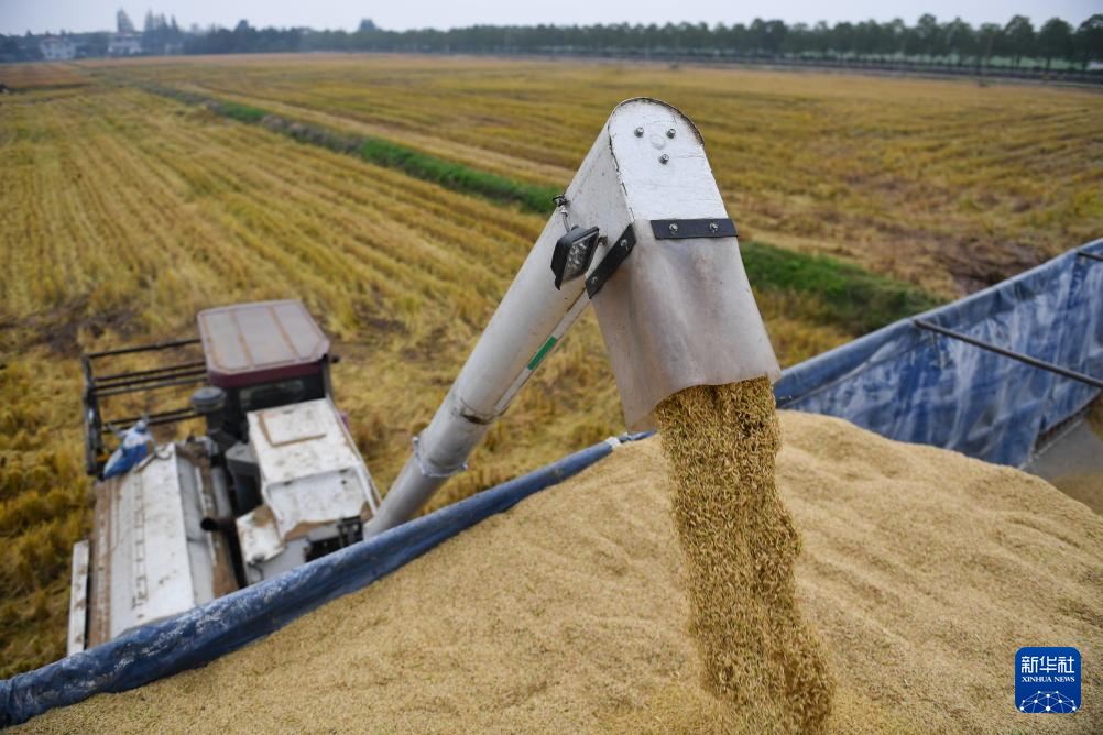 10月29日，在大通湖区河坝镇王家湖村，农机手驾驶收割机将稻谷装车。新华社记者 陈振海 摄