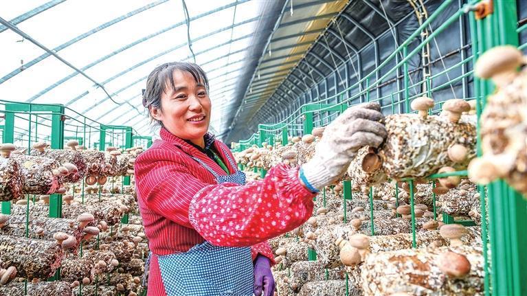 大棚内，村民忙着采摘香菇，眉眼间满是丰收的喜悦。本组图片均由兰州新区报记者　罗晋业　摄