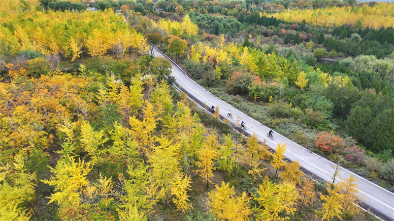 10月21日，游客在沙河市栾卸村的银杏风景区骑行赏景。