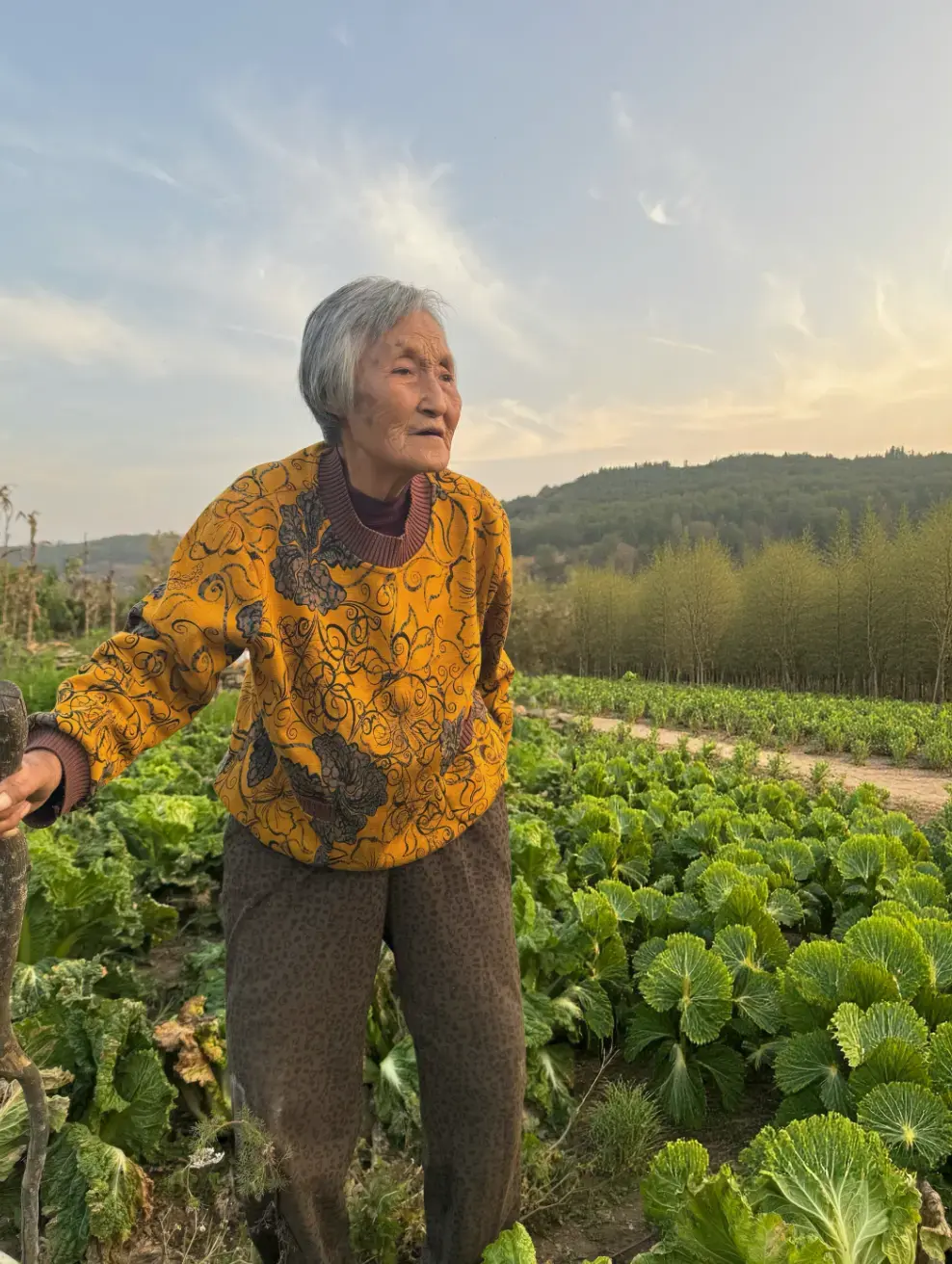 凤凰晚报|80岁勇闯互联网,用东北菜治好了年轻人的精神内耗