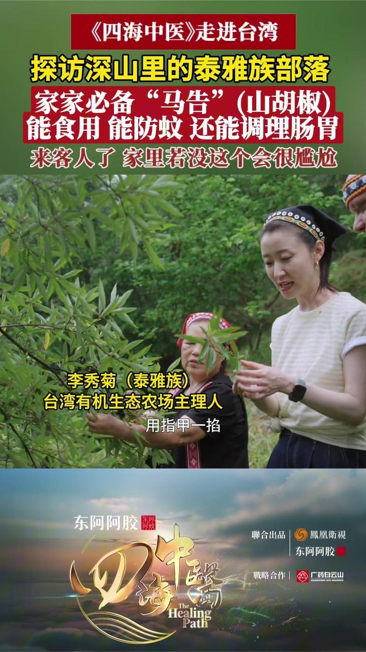 探访深山里的泰雅族部落：当地家家必备“马告”（山胡椒）