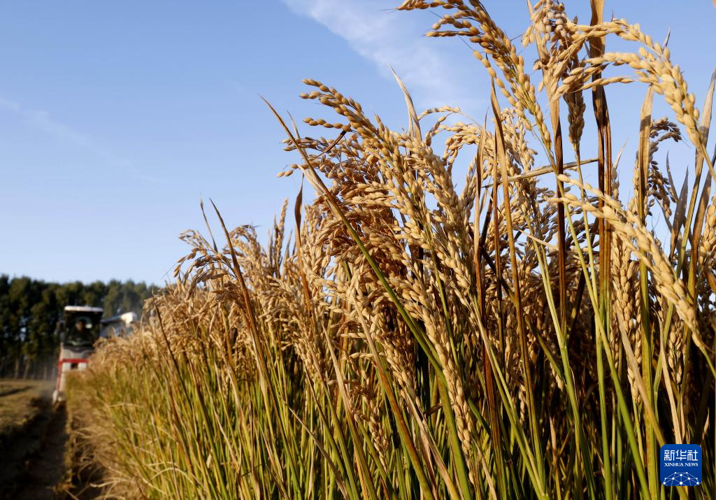 10月27日，河北省唐山市丰南区西葛镇的农民在田间收获水稻。