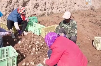 甘肃兰州：食用百合开始采收　新技术赋能增产增收