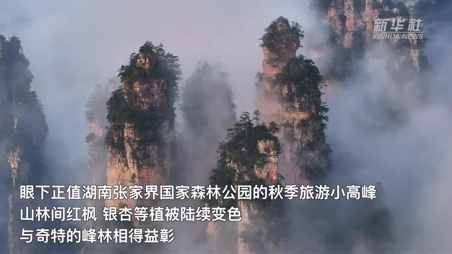 湖南张家界：秋色染峰林 云海引客来