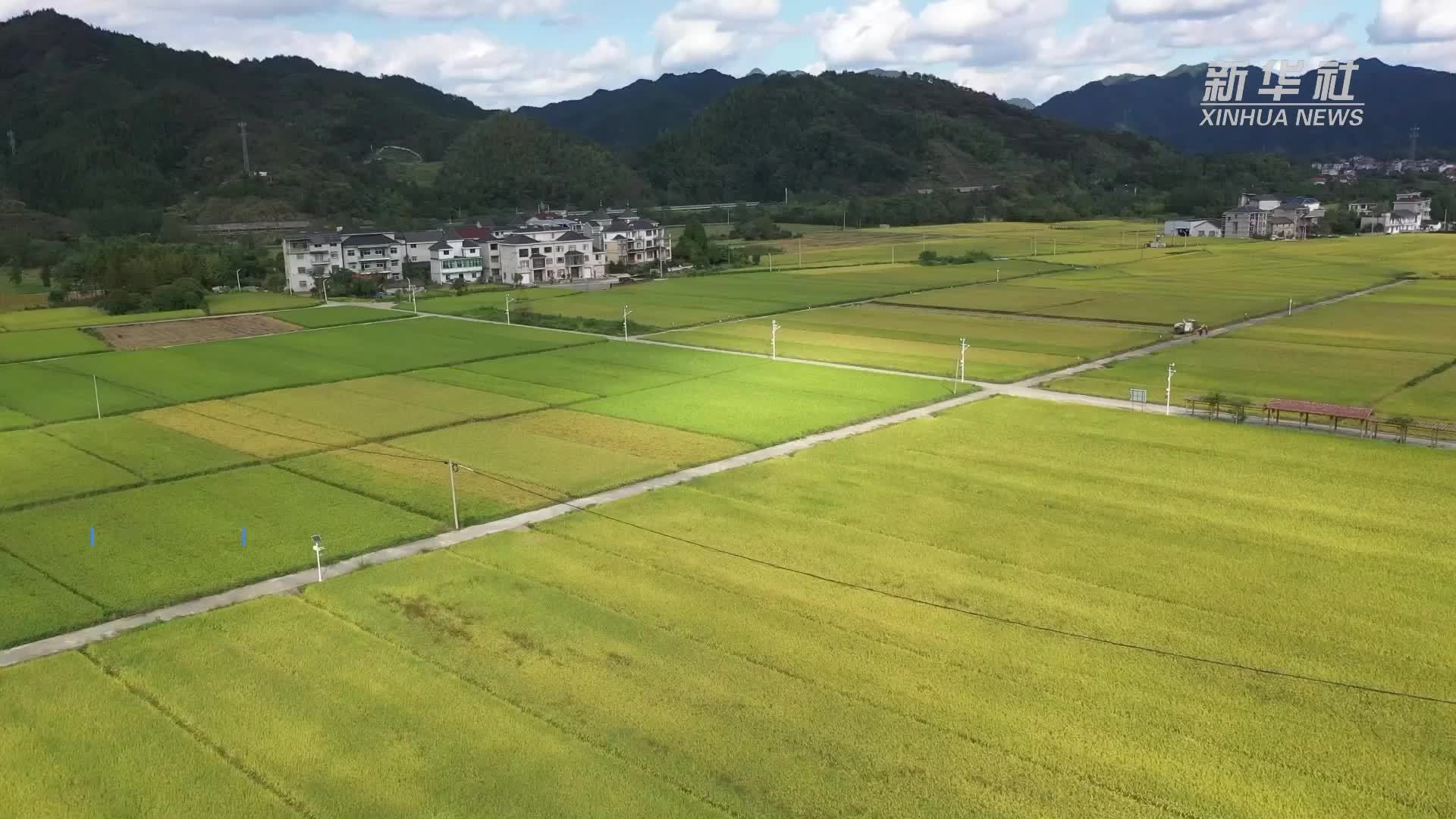 浙江衢州：多措并举确保秋粮丰收