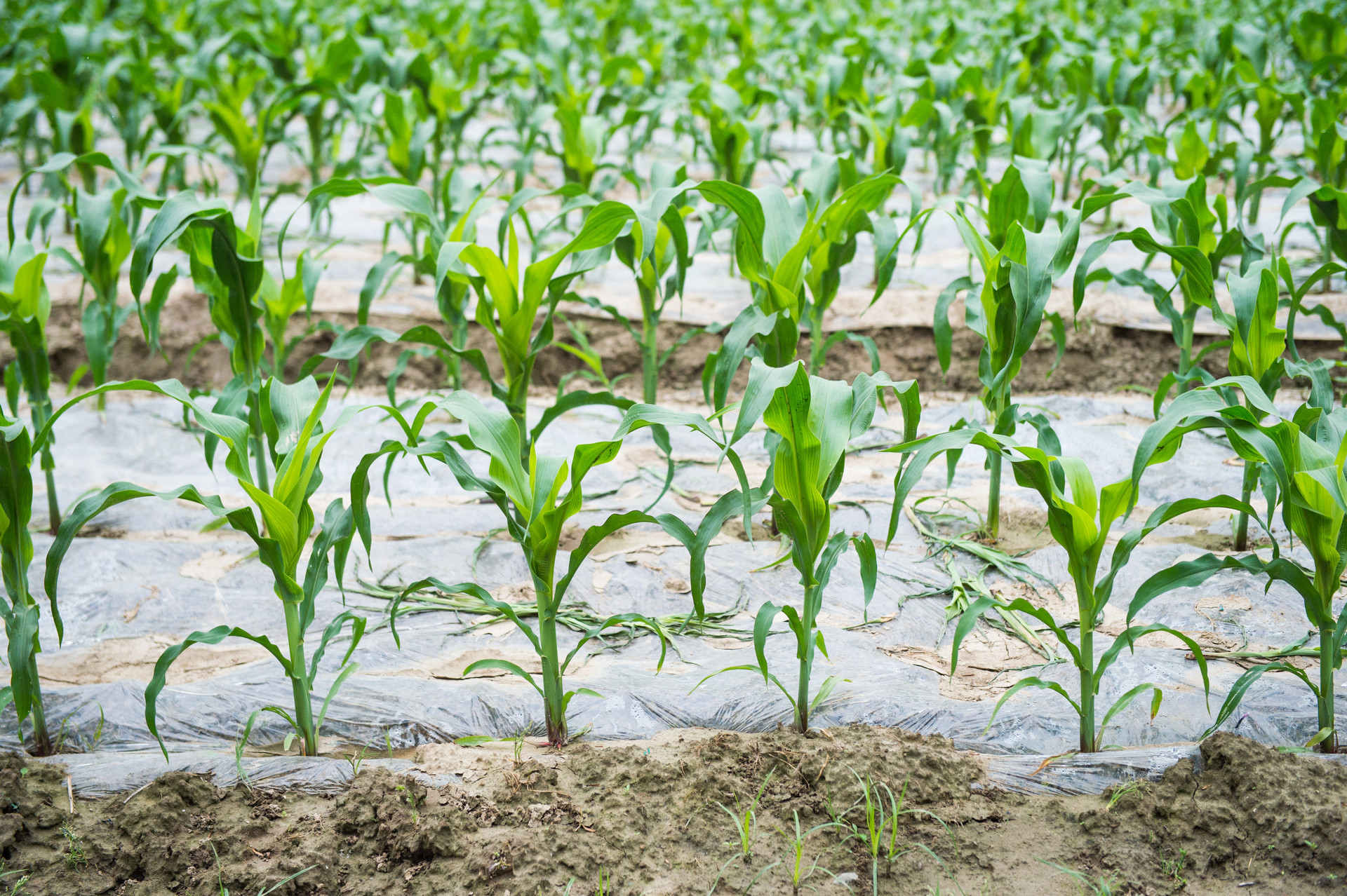 如何种植玉米才高产 764A67E0D98A4BF679A98044C80C4428EB00BF2E_size911_w1920_h1278.jpg