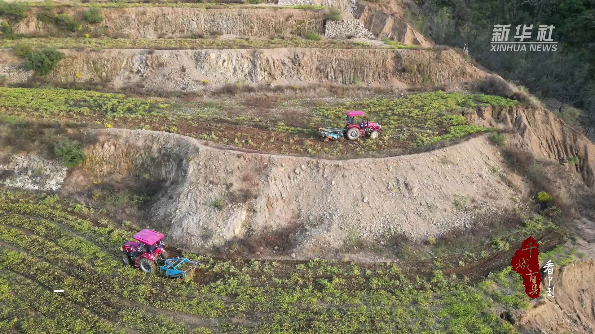 千城百县看中国｜河北阜平：富硒黑花生喜获丰收