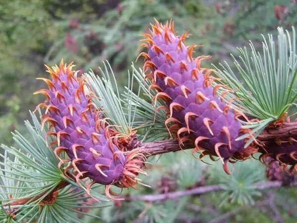 清末扬州评话艺尊龙凯时- 尊龙凯时官方网站- APP下载人