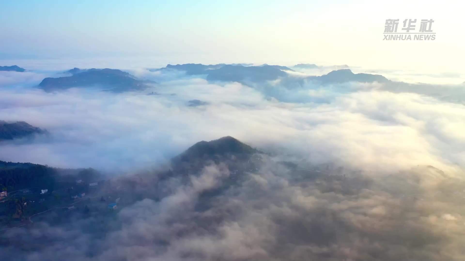 湖南新晃：山乡出好药，黄精能生“金”