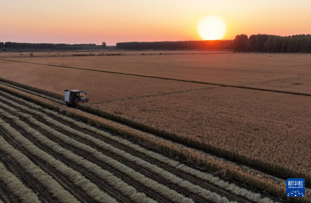 10月27日，河北省唐山市丰南区西葛镇的农民在田间收获水稻（无人机照片）。