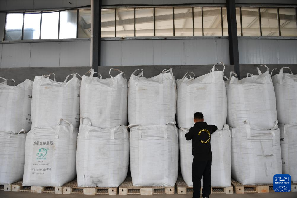 10月29日，邱彬在仓库内查看烘干后稻谷的保存情况。新华社记者 陈振海 摄