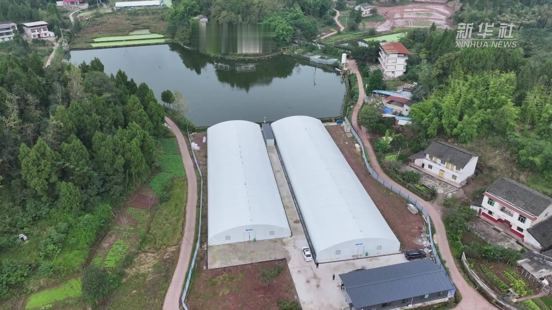 四川南充：鲈鱼养殖从“靠天养”向“智能养”转变