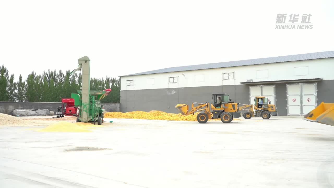 山东高密：抢烘秋粮 整地散墒备秋播