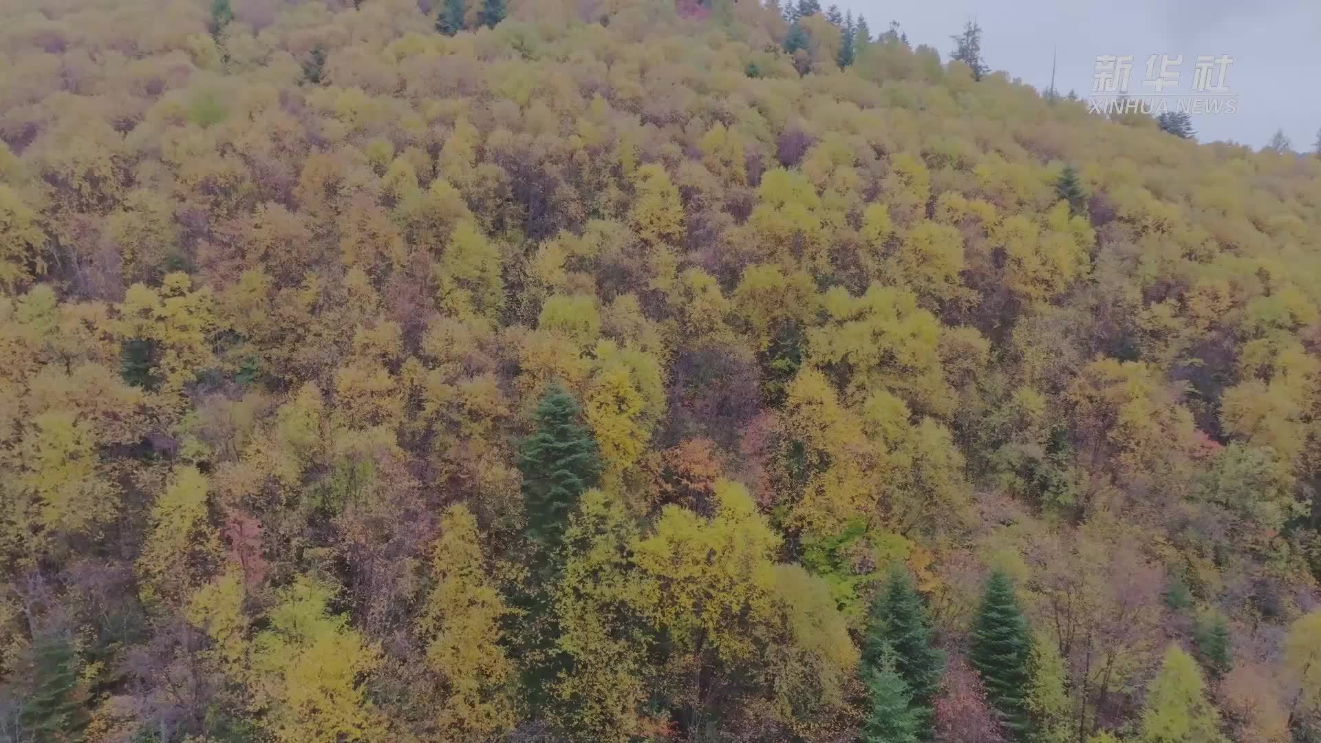西藏林芝：层林尽染 恰是金秋好时节