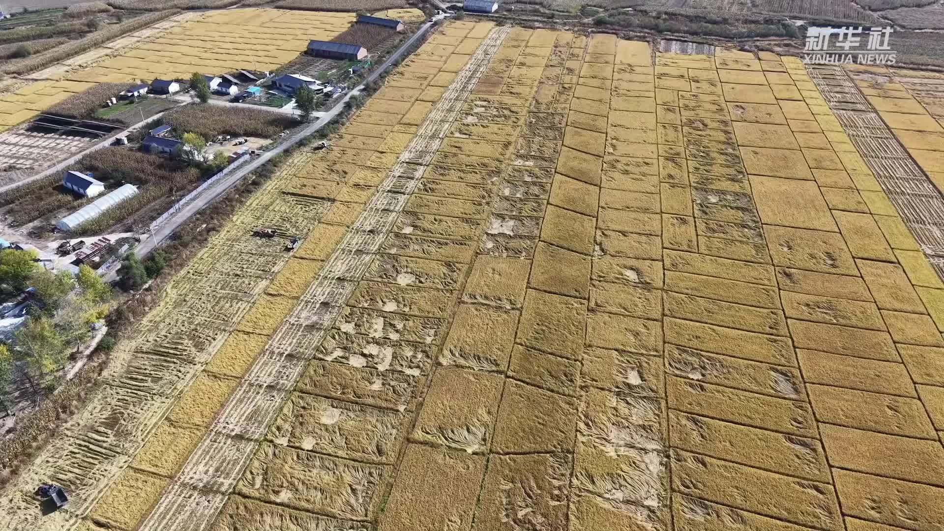 吉林珲春：稻浪金黄收获忙