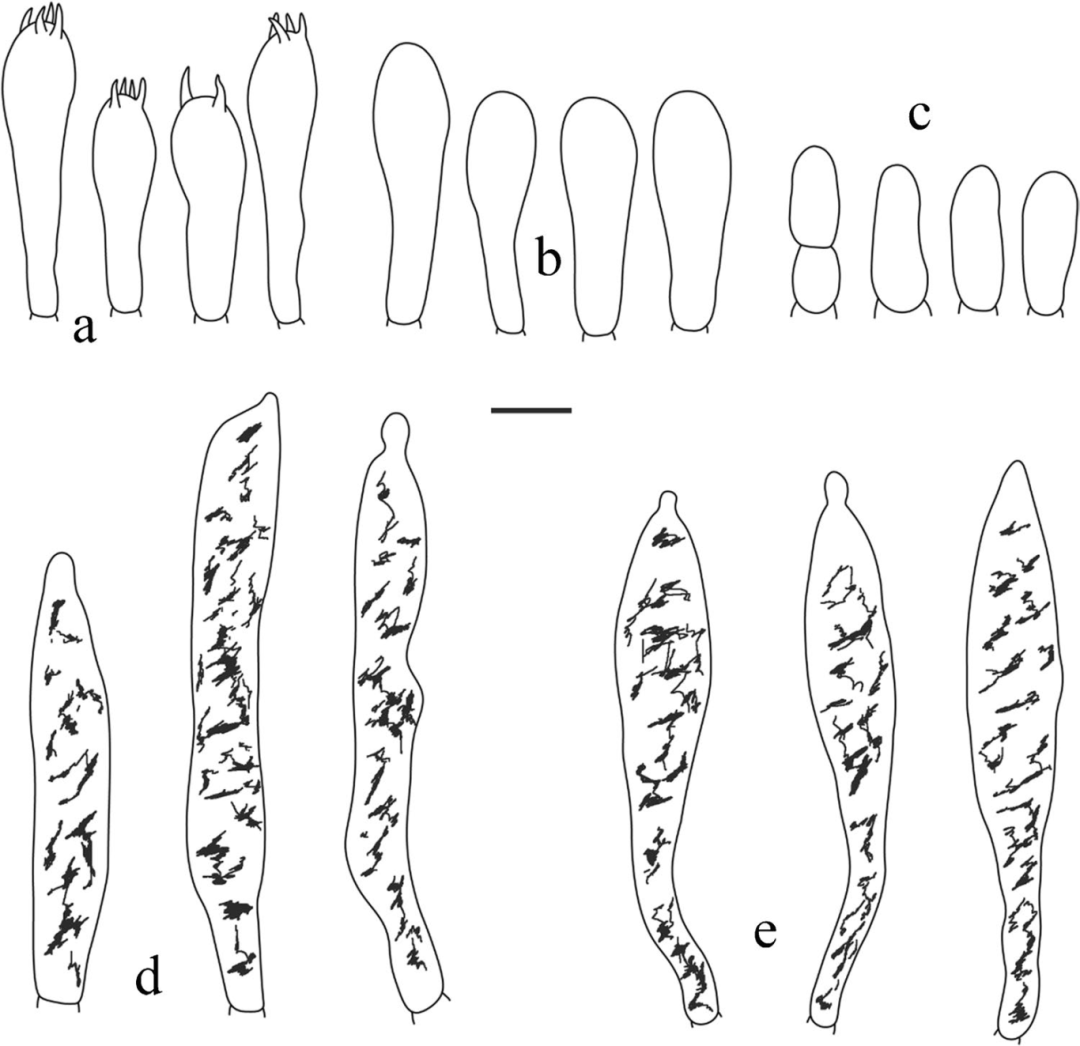 拟肉桂色红菇：a.担子；b.幼担子；c.边缘细胞；d.菌褶侧生子实层囊状体；e.菌褶缘生子实层囊状体（摄影：张林平）