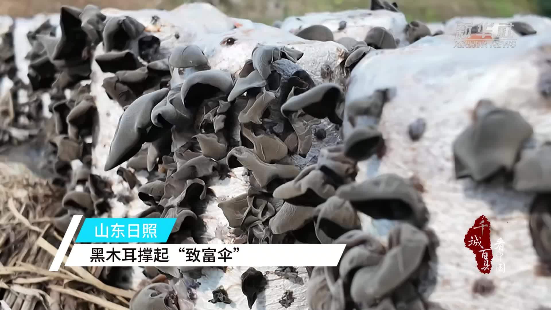 千城百县看中国｜山东日照：黑木耳撑起“致富伞”