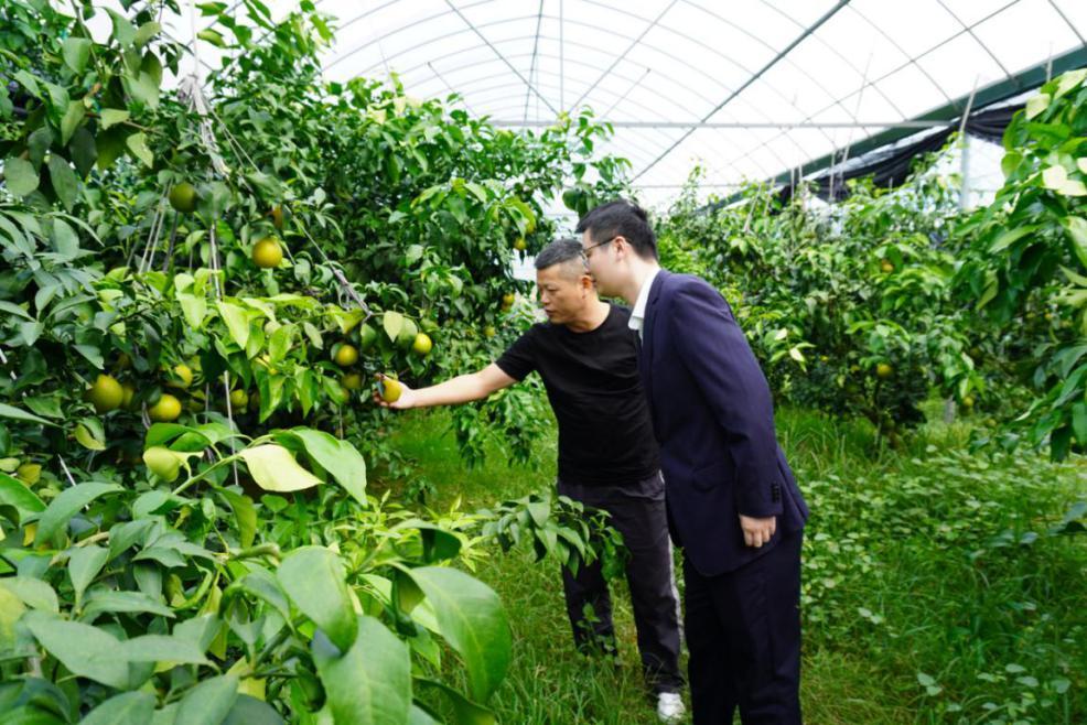 工行象山支行对陆先生的柑橘园进行实地评估，推动普惠服务落地。