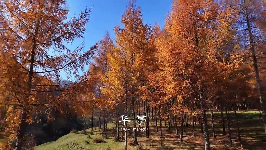 解锁秋天的N种打开方式：欢迎收看甘肃华亭“油画展”