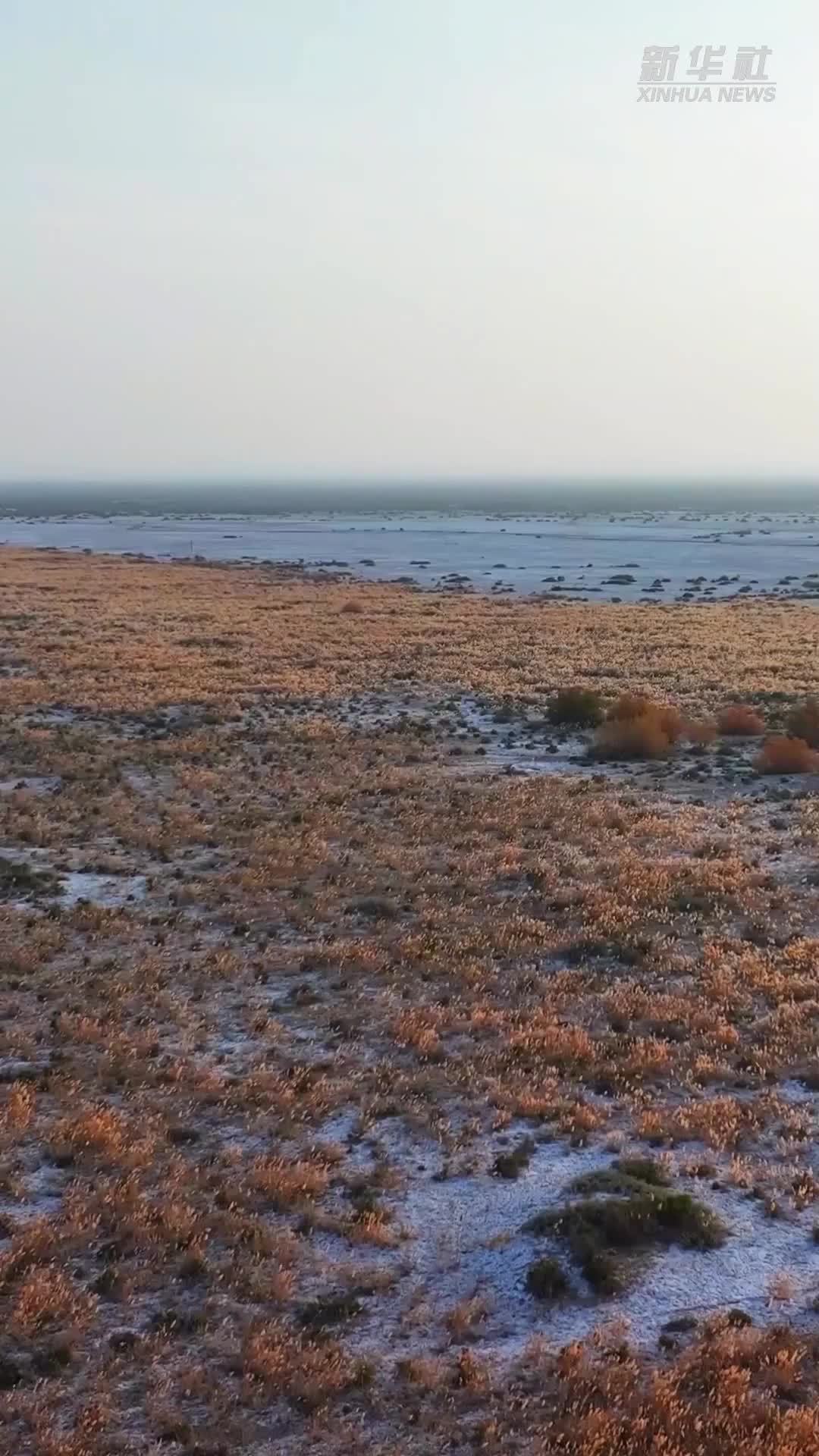 湿地秋语｜甘肃金川芨芨泉湿地：沙漠夹缝中的生态守护