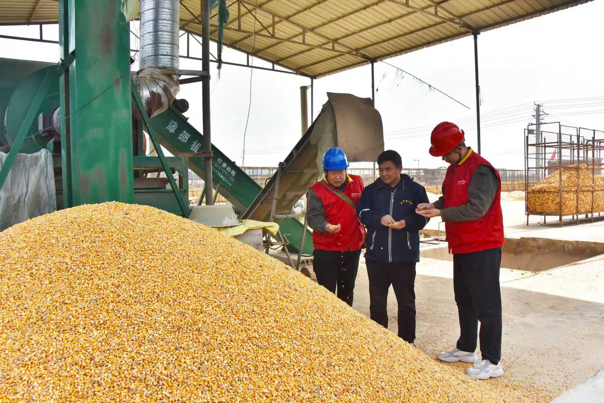 河南濮阳供电公司保电服务队走访濮阳市范县辛庄镇逸农农业科技有限公司粮食烘干点，加强用电设备检查与安全指导。（卢莎莎）