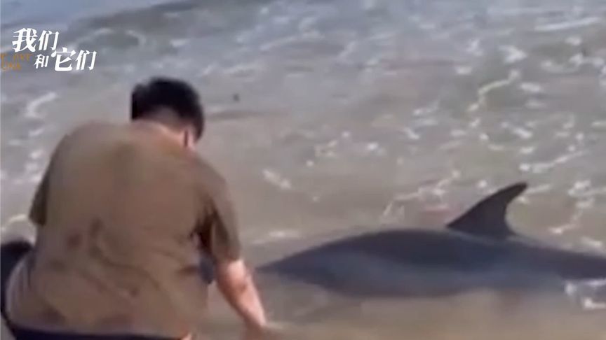 海豚搁浅，脱水濒死，救助员紧急施救，与死神赛跑
