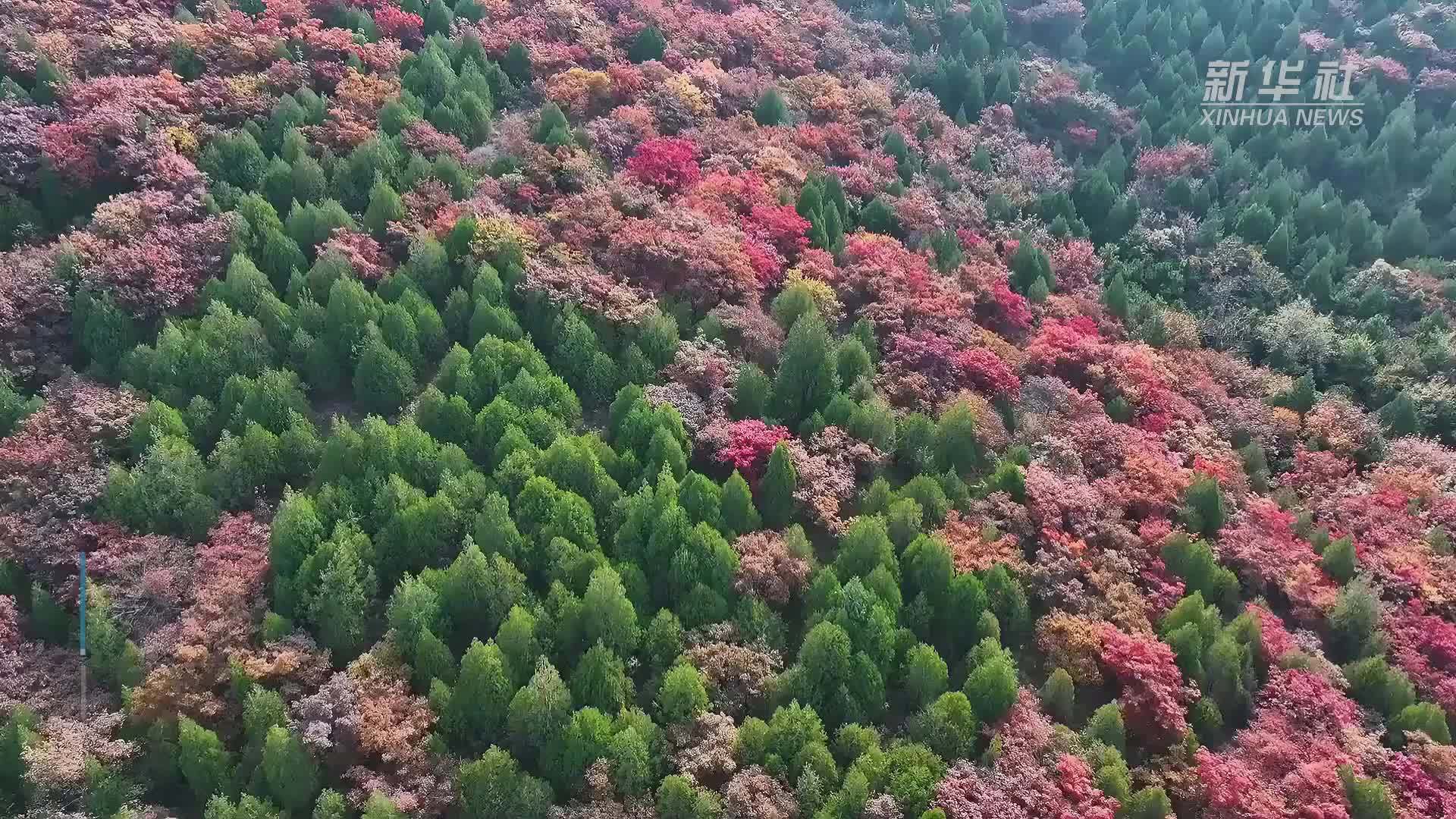 绚烂秋色 层林尽染