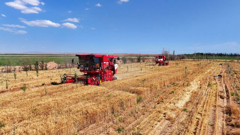 无人机撒药北斗导航助攻 甘肃临泽田间地头"智"感拉满