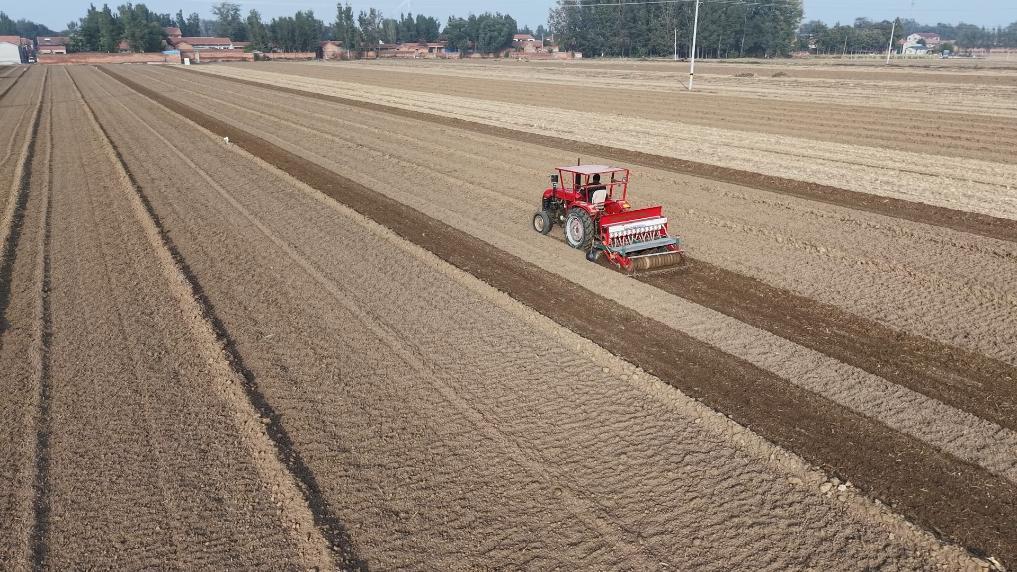 河北省馆陶县西厂村种粮大户张之旺在播种冬小麦。新华社记者 赵鸿宇 摄